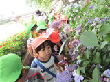 紫陽花を見に小矢部川散歩