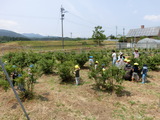 ブルーベリー摘みにいきました！