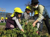 落花生の収穫