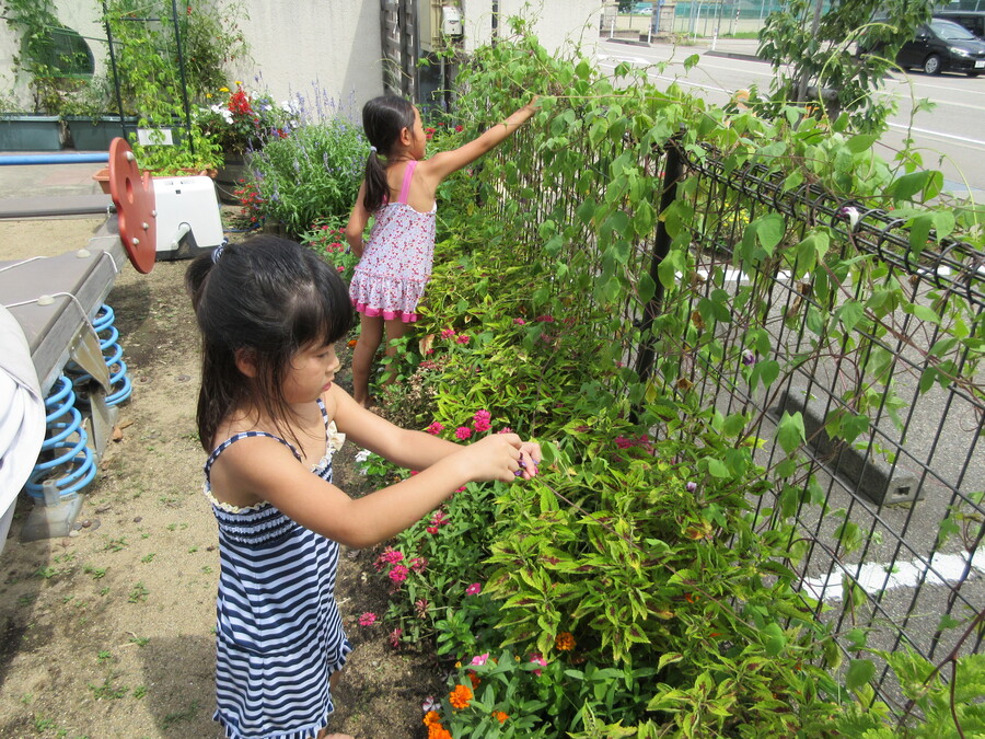 春に種を植えた花が綺麗な花をたくさんつけてくれました。どんな色が出るのかな?とたくさん集めて綺麗なジュースが出来ました!集めた花を「使っていいよ!」と友達に分けてあげる優しい気持ちがたくさん見えました♡