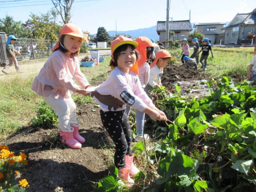 「うんとこしょ、どっこいしょ、まだまださつまいもはぬけません」ツルをお家に持ち帰り食べてみたお友だち、ツルを体に巻き付けて”ツルおばけ”に変身したお友だち、リースにして秋のお花を飾ってみたお友だち。さつまいものツルだけでたくさん遊びました。最後にはたくさんのさつまいもを収穫して大満足の子どもたちでした。