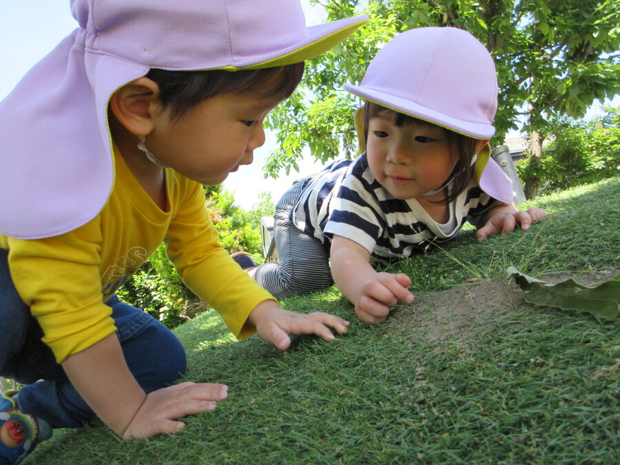 「これなんだ!?」お友達と頭を寄せながら何かに見入っている姿はとても素敵です。小さい虫を発見したり、動きを観察したり。イチゴが成長していく様子も外に出るたびに覗いて見守っていました。先日とうとう赤くなったイチゴを収穫してみました。「えっ本当に食べられるの?」とちょっと戸惑い気味のみんなでした。