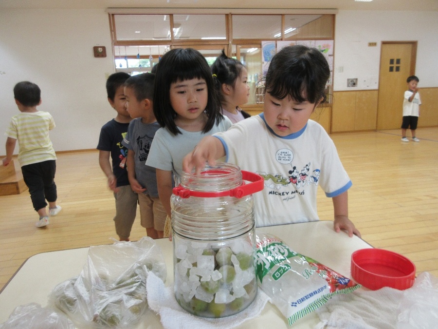 みんなで梅しごと!ヘタ取りをして、今日は梅ジュースづくり。ほとんどの子が初体験で、わくわく♪梅と氷砂糖を交互に入れていき、ホールに置いておきました。日に日に水分が上がってくる梅ジュースを見て、「もうちょっとかな」とまだかまだかと楽しみにしていました。先日、ダンスの練習後にみんなで梅ジュースをいただきました!「ちょっと酸っぱいけど甘くておいしい~~!」「もっと飲みたい」とあっという間におかわりの分もなくなるほど人気でした。これで暑さにも勝てそうです☆