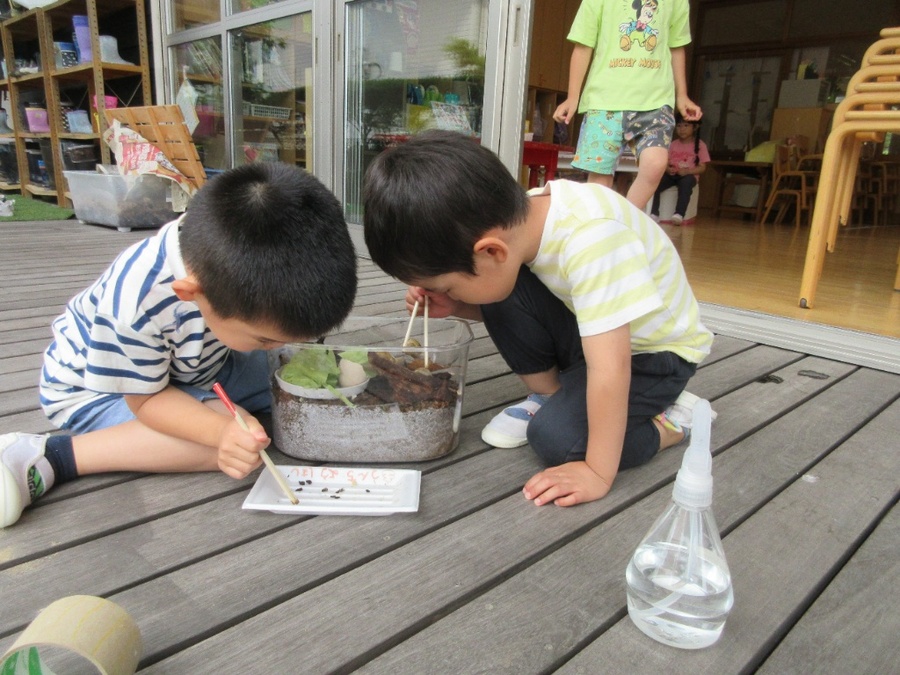 毎朝の日課はカタツムリのお世話です。毎日準備が終わると、虫かごの中をのぞいて、「うんちしてるかな」「今日いっぱいしとる」「卵の殻の中におるよ!」など様子をみて、次は割りばしでウンチをきれいに取って、エサを変えて、霧吹きでシュッシュッ!カタツムリたちを触ったり、ウンチの色や数を確認したりして、「これみんなに伝えんなん!!」と忙しい朝です。朝の会では”おしらせカタツムリタイム”を設けて、その日気付いたことをみんなで伝えあっています。大体はうんちの報告です(笑)