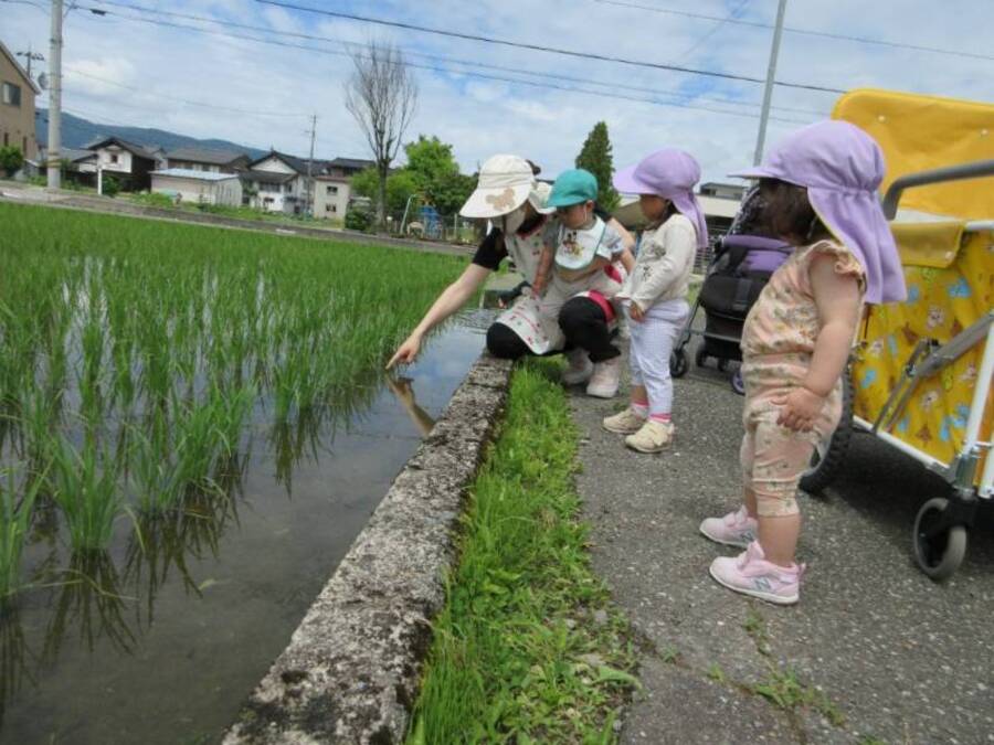 なにかいないかなー!?田んぼを覗くと「あっ!うごいた」「なに?」「どこ?」おたまじゃくしやアメンボがいましたよ。なかなかわからないので一匹バケツに捕まえてみると小さなバケツに頭を寄せ合ってよーく見ていました。ダンゴムシやかたつむり 小さな生き物にたくさん出会っています。