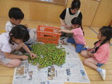 梅のお仕事