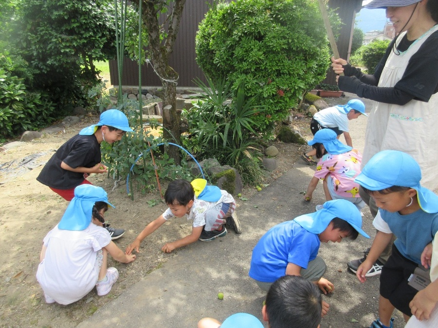 ”それ、拾うぞ~!” 律子先生宅のお庭に「梅取り」に行きました。1本の梅の木になるわなるわの梅の実。背伸びして手を伸ばしたり、長い棒で落とした梅を拾ったり….梅が頭から降ってきて、ちょっぴり痛い思いもしながら、それでも楽しくて拾い続ける子ども達でした。バケツ4杯にもなった梅の実を使ってゆり組さんと一緒に梅ジュースや梅干しを作りました。いろいろな種類のお砂糖を見て、今回は氷砂糖2瓶、三温糖は小さな瓶で作ってみました。色や味の違いはあるのかな?毎日、瓶とにらめっこしています。