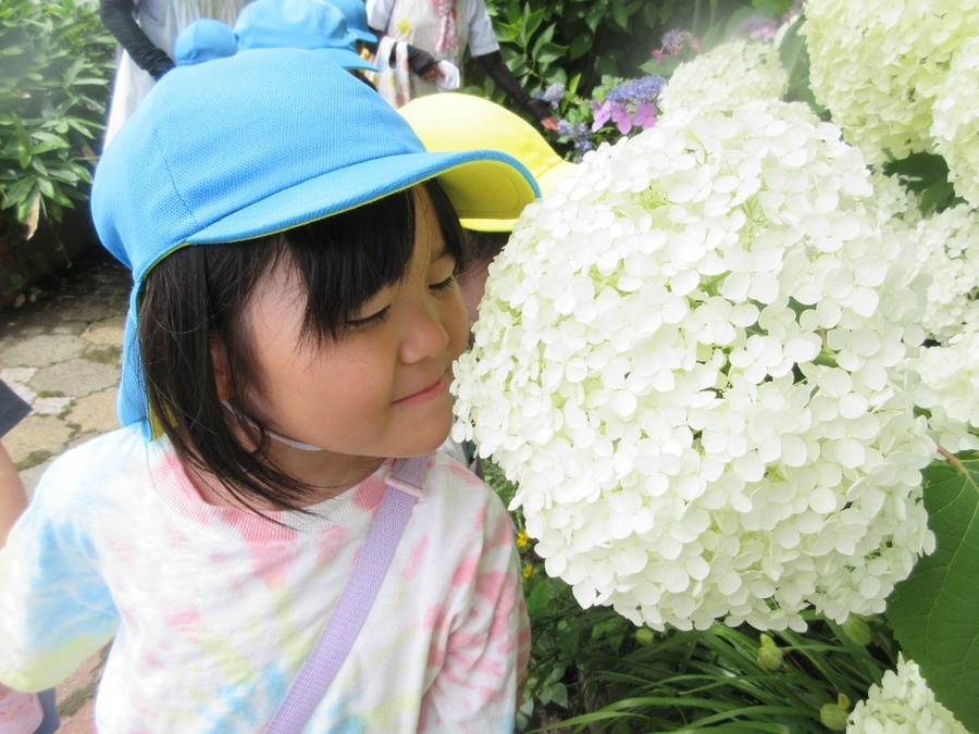”いい香り♡” ゆり組さんと小矢部川河川敷にアジサイを見に行きました。星、雪の結晶、同じアジサイでも感じ方が違うようです。「このアジサイ好き~♡」自分のお気に入りのアジサイも見つけました。白いアジサイは「はちみつのみつぶたの匂いする!」の声にどれどれ…「ほんとや~‼」これには子どもも大人もびっくり!いろいろなことを感じながら、梅雨を味わったお散歩でした。