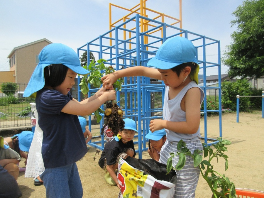 ”男爵くん、会いたかったよ” 4月に植えたジャガイモ。虫に葉っぱが食べられないかパトロールしたり、花や緑の実がなる変化に気づきながら過ごして迎えた収穫の日。「いくつなってるだろうね?」の質問に見当もつかない様子の子ども達。絵本をみると1本に15個くらいなってるのかな?「大きいのなってた!」と喜びの声がある一方、茎が折れていたようで「あれ…」ということも…。取れたジャガイモで「フライドポテト」「じゃがバター」が人気みたいです。何がいいかな~。