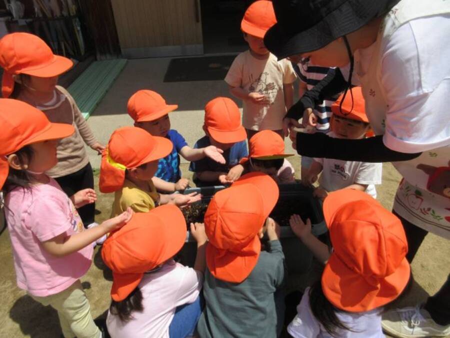 イチゴの成長を間近で見て食べる経験をして、すみれ組さんも何か育てる?!と。夏に咲く予定の「ミニひまわり」の種を植えました☆「水やりしたい!」「早く大きくなってほしい」そんな思いで当番さんが日替わりで水やりをしてくれていますよ^^(先日小さな芽が出ました!)