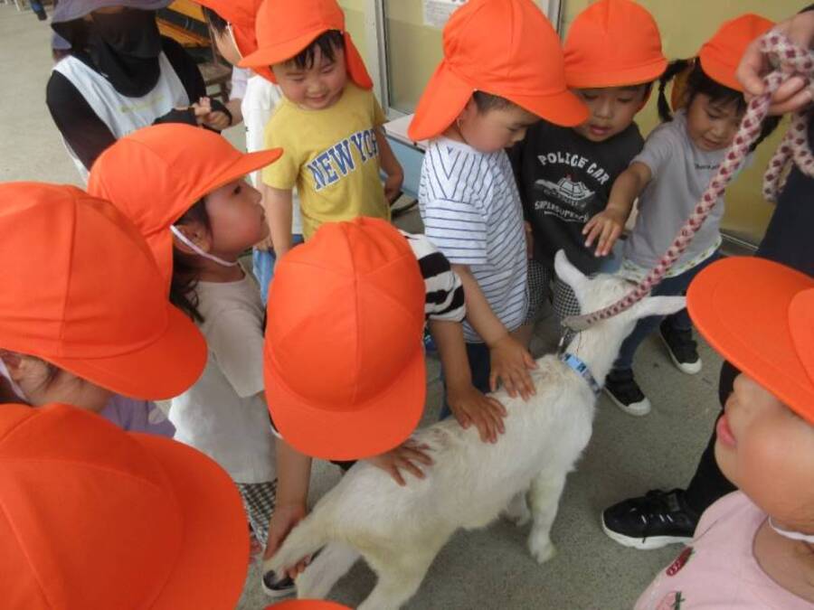 ヤギが来ることをお知らせしていたのですが「ほんとに来るの?」「いないでしょ~」となぜか信じてもらえず、、(笑)ですが園庭に出ると「え、ヤギ?!」「わー!」「きゃー!」すぐに触れ合いに行く子どもたちでした(笑)初めてヤギと触れ合うお友だちもいたのですが「触ってみたい、、」背中をヨシヨシできて嬉しかったみたいです^^