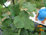 野菜の生長にびっくり！