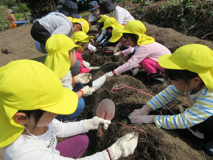 地域の方の畑でおいも掘り体験をさせていただきました!掘れば掘るほど出てくるおいもに「お芋だらけ!!」と喜びの声がたくさん聞こえ、「まだやりたい!」とやる気満々の子どもたちでした♪幼稚園に帰ってから食べたふかし芋はほっぺたが落ちそうなほど美味しかったね♡