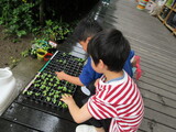 6月　ゆり組だより
