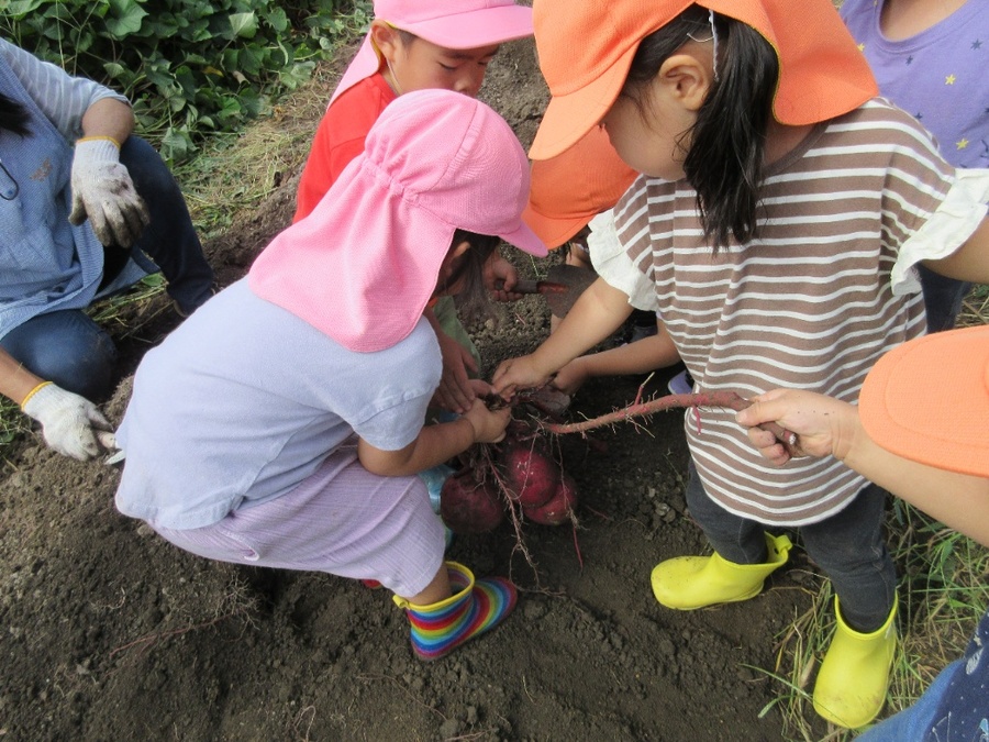 畑のさつまいもが収穫の時期を迎えました。みんなでお芋掘り!「エイエイオー!」と気合いを入れて畑へ向かいました。「スコップちょうだい!手伝ってあげる!」と友達や先生と協力して掘り続ける子ども達です。大きなお芋、小さなお芋、でぶっちょお芋、お芋の家族。色んなお芋が出てきました♪1つ掘れると「次は?」と次々に土を掘る働き者のたんぽぽ組さんでした☆