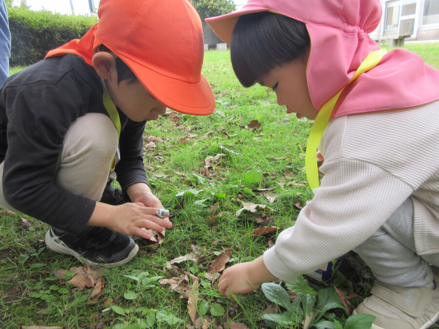 大きい組さんに手を繋いでもらい、中学校の中庭まで秋見つけの散歩に出かけました。お部屋でどんぐりバッグを作って「いつ行く?今から行く?」と探しに行くことをとても楽しみにしていました。散歩道の金木犀の香りやかわいいお花を見つけたり、中庭に着くと、すぐにどんぐりを見つけて「あっちにもこっちにも!」と拾って楽しみました♪すぐにバッグの中がいっぱいになって、お家にお土産で持っていくことを楽しみに過ごしました♪