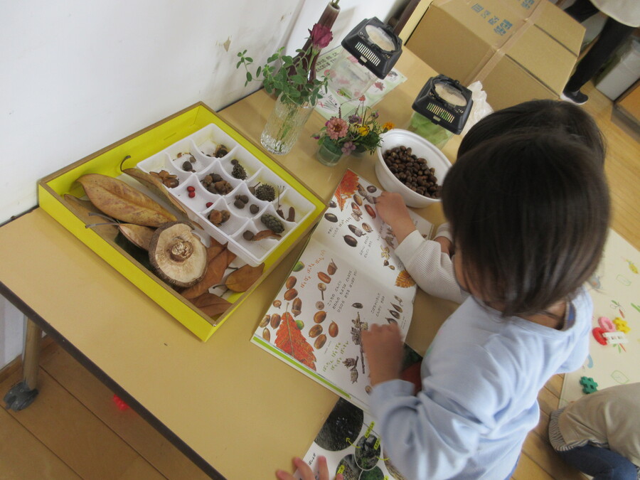夏に虫でいっぱいだった虫コーナーが、今ではお散歩で見つけた秋でいっぱいの秋コーナーになっています♪どんぐり、赤い実、落ち葉など様々な秋が集まってきました。子ども達がお家から持ってきてくれたものも一緒に飾って、絵本を見ながら「どのどんぐりかな?一緒のあるかな?」とお友達と会話を楽しみながら過ごしていますよ♪