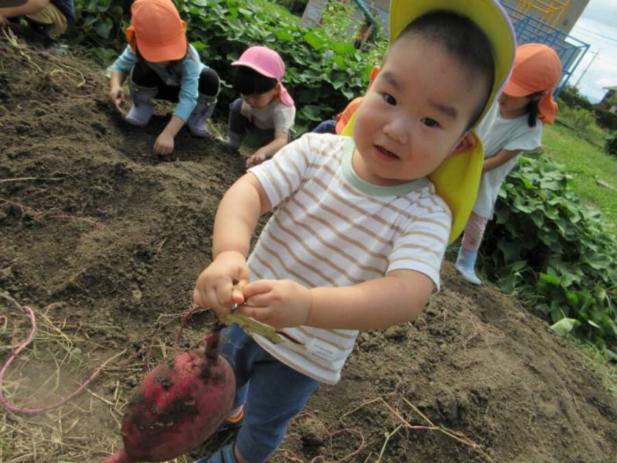 園の畑のおいもがとても大きくてビックリでした。持てないくらいのさつまいもに苦戦しながら運んでいるうちに愛着がわいたのか、抱っこしてあちこち散歩している姿もありました。おやつにふかしてもらって食べてます。豊作だったのでまだまだありそう。みんなお芋のおやつが大好きです。