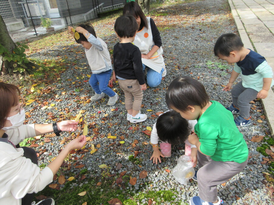 お散歩ですてきな秋を見つけました。いいにおいの金木犀・椿の実・どんぐり・紅葉した葉。見つけると拾って集めたくなります!ひとしきり集めた後はみんなでよーいどん。気持ちの良い秋空の下でいっぱい走ってきました。