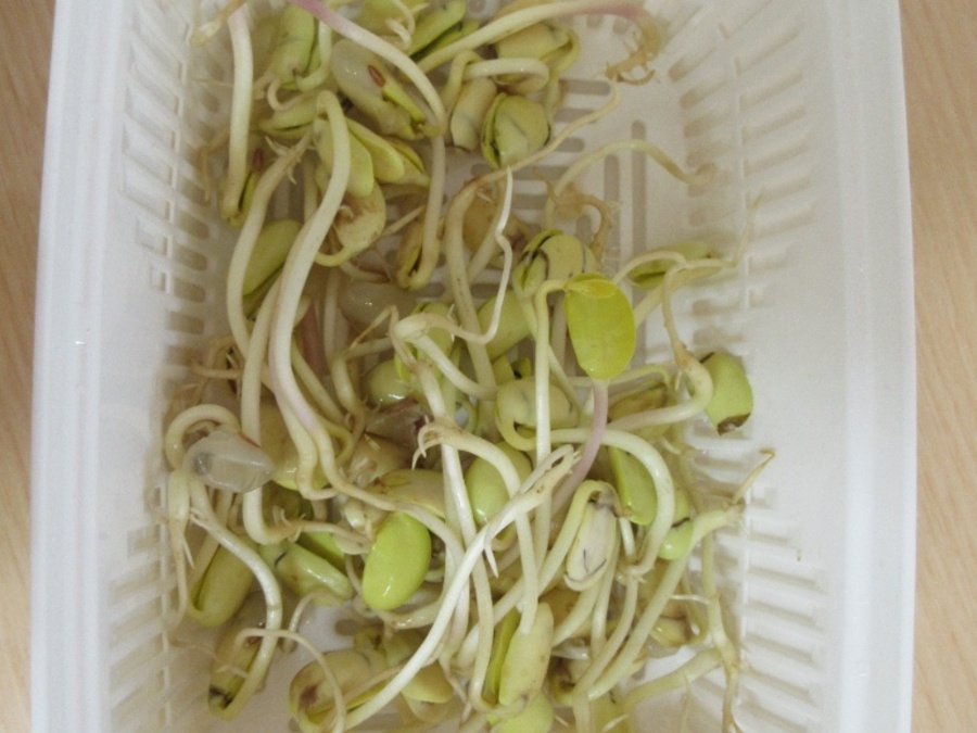 ”大豆のもやしができました♪ 枝豆の種を見て、「黄緑色じゃないね」「水につけたらどうなるかな?」と豆の実験が始まりました。豆を少しの水に浸し、箱をかぶせて毎日観察しました。日ごとに伸びていく根っこに驚きの子ども達。変化した所に気づく力、明日はどうなっているか予想する力が素晴らしいばら組さんです。数日後、「もやしみたい匂いする」とくねくねもやしができました。今はこのもやしを土に植えるとどうなるか、観察中です…