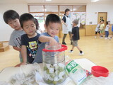 梅ジュース作ったよ