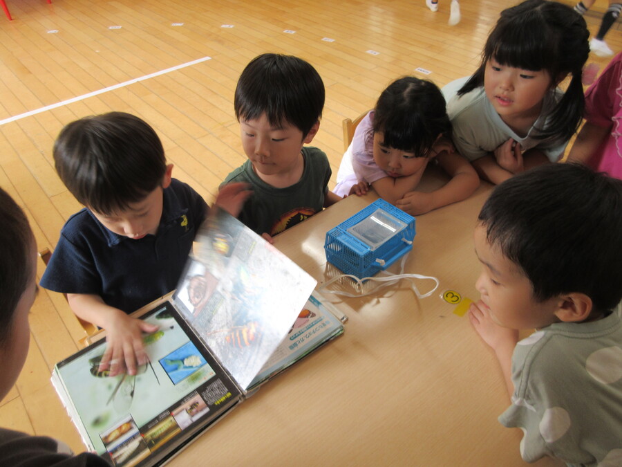 「あっ!カマキリ!」ゆり組の窓に遊びに来たカマキリを発見!見たいけど、触るのは怖い子どもたち。虫かごに入れて観察することに・・・図鑑を持ってくる子や、葉っぱを入れてあげる子など、今までカタツムリを育てた経験などを生かして子どもたちなりに必要な物を友達と相談していました。秋にはどんな虫が見つかるかな~?楽しみだね♪