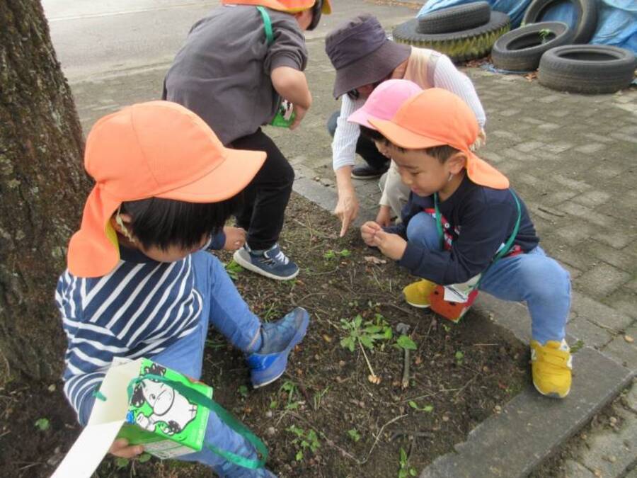 お散歩バックを持って吉江中学校にどんぐりにどんぐり拾い。細長いどんぐり、丸っこいどんぐりどんぐり色々な形のどんぐりに気づいたり、芽が出ていることに気づいたり。たくさんたくさん集めてバケツがいっぱいになりました☆彡お部屋ではどんぐりサーキットや工作などどんぐりを使ってたくさん遊んでいます。
