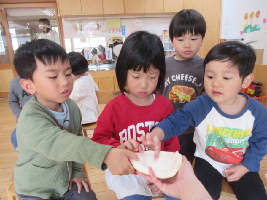 「ゆり組さん食べて!」とばら組のお友達から大きな晩白柚(ばんぺいゆ)をおすそ分けしてもらってしばらく香りを楽しんだ後、みんなでいただきました!「中は何色かな?」「黄色じゃない?」「白だと思う」など想像しながらワクワク♪皮の裏は白くてふわふわで「お布団みたーい」と興味深く見たり触ったりしていましたよ。食べると甘酸っぱくて「おいしい!!」とおかわりする子もいましたが、ちょっぴり苦みもあるので、好き嫌いが分かれていました。でも苦手だった子もいい経験になりましたね。