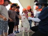 こやぎのシロ君