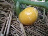 野菜が育っています
