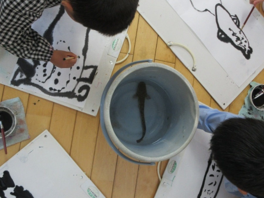 幼稚園のお友だちに仲間入りした「ナマズ」の絵を描きました。今回は水墨画風に、筆の太さも自分で選び、和紙に墨で描いてみました。観察してみると、せなかに小さな背びれも発見!ひげの数、背中の模様もよく見ていました。数日後、元気がない様子だったので、自然に還すことにしました。子ども達はナマズの様子をとても心配して「寂しいけどナマズの絵を見たら、また思い出せるね」と話していました。