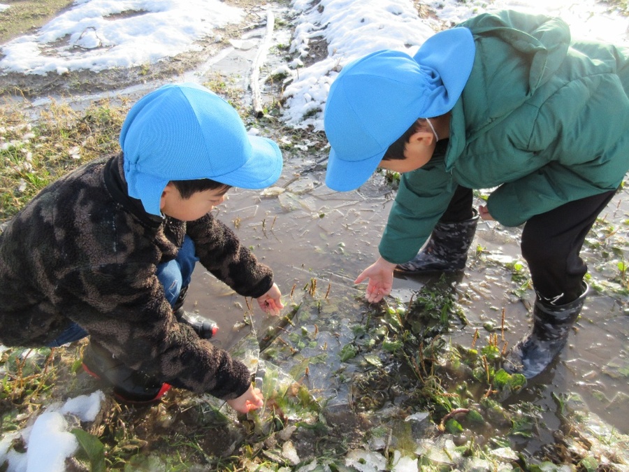 寒い日の朝、早速畑に直行!雪と氷をみると寒さなんてへっちゃらの子ども達。足で氷を割ってみたり、手で持ってみたり…。「見て、三角の氷あったよ」「草の形が残っている氷だよ」「これ、ネコの足跡だ」と発見したものを大騒ぎで教えてくれました。これからの季節、まだまだたくさんの発見を教えてもらえそうで楽しみです。