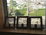 桜きれい！