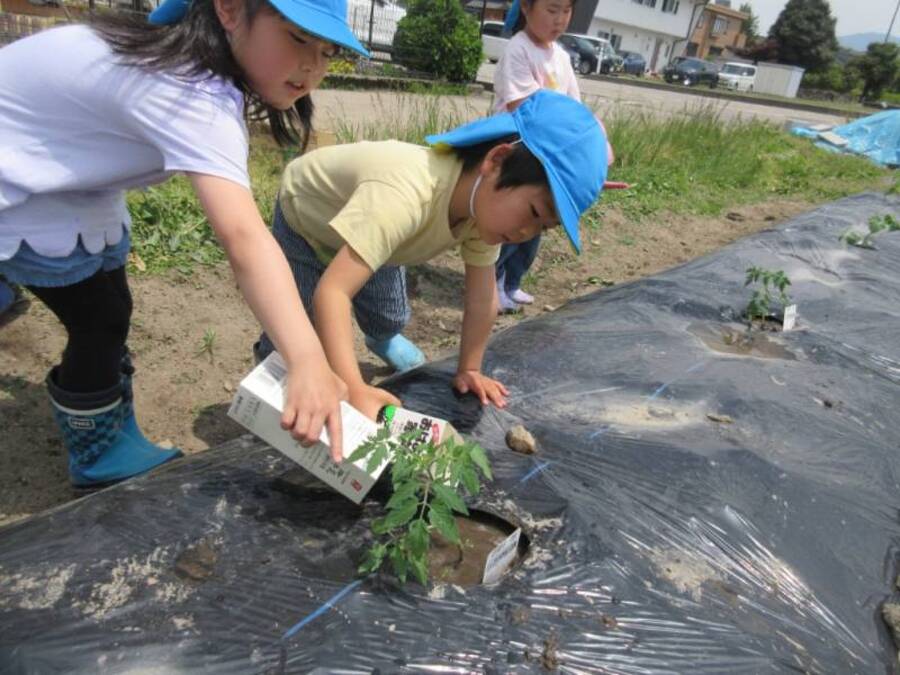 幼稚園の畑にさつまいも、ジャガイモ、トマト、きゅうり、ナス、スイカの苗を植えました。苗を観察すると葉っぱの形が似ていたり、葉っぱに毛が生えていたり、たくさんの発見がありました。毎朝変化がないか観察し、収穫の時を楽しみにしています。