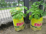 夏野菜　ぐんぐん！