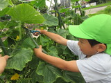 ぐんぐん夏野菜